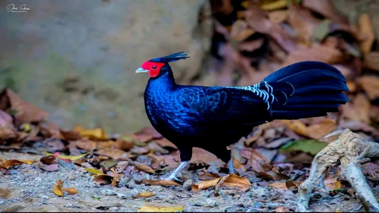 চুনারুঘাটে নজরকাড়া রঙের বিরল আবাসিক পাখি 'কালো মথু...