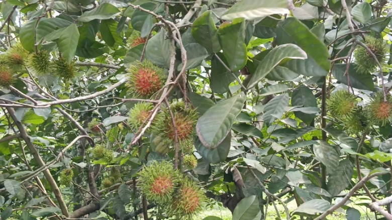 আখাউড়ায় রাম্বুটান চাষে সাফল্য, লাখ টাকা বিক্রির আশ...