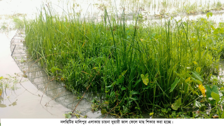 নিষিদ্ধ চায়না দুয়ারী জালে সয়লাব নলছিটির খাল-বিল, হ...