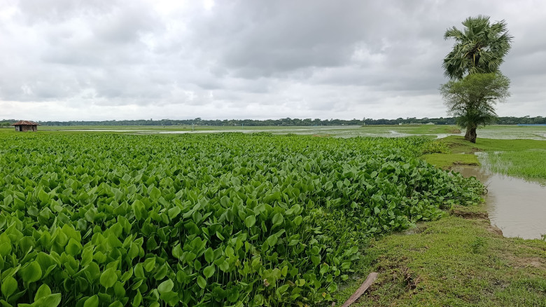 তালতলীতে খাল দখলে জলাবদ্ধতা,তলিয়ে যাচ্ছে বীজতলা-ফস...