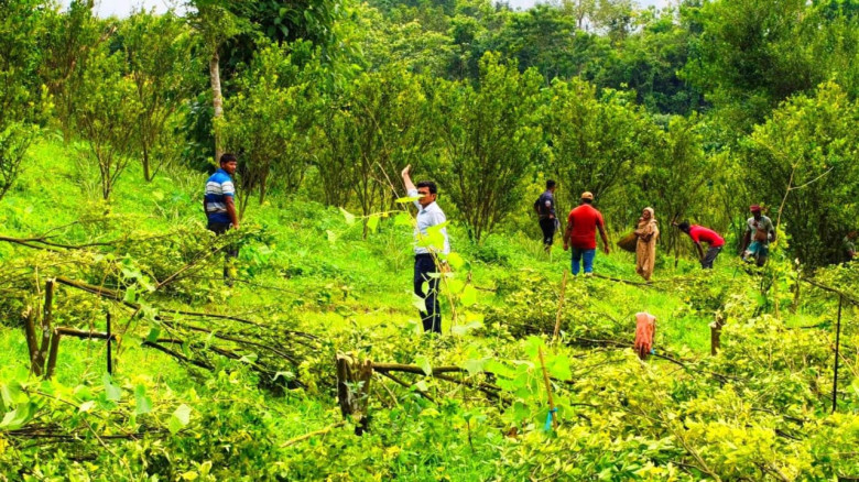 কমলগঞ্জের আলোচিত রাজকান্দি রেঞ্জে কমলা বাগান কর্তন...