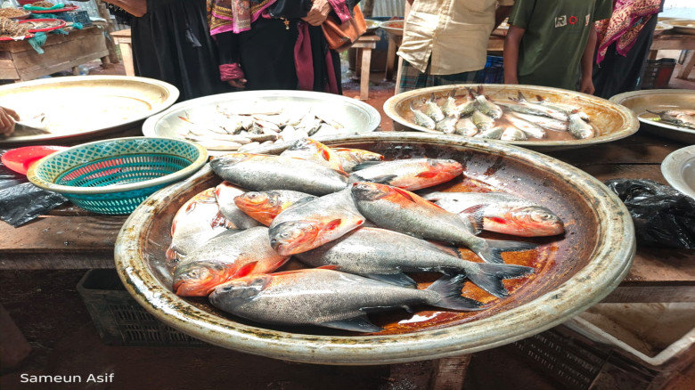 বাহুবলে ১৮ কেজি নিষিদ্ধ পিরানহা মাছ জব্দ...
