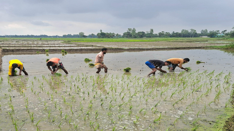 দুপচাঁচিয়ায় সোনালি স্বপ্ন বুকে নিয়ে রোপা আমন চাষে ...