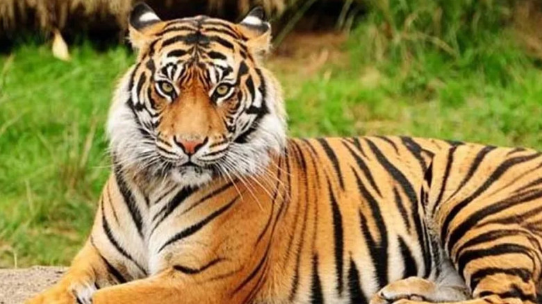 বিশ্ব বাঘ দিবস আজ