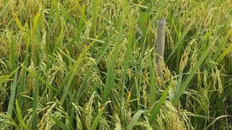 হাওরাঞ্চলের কৃষকদের জন্য নতুন ‘ব্রি ধান-১১৮’...