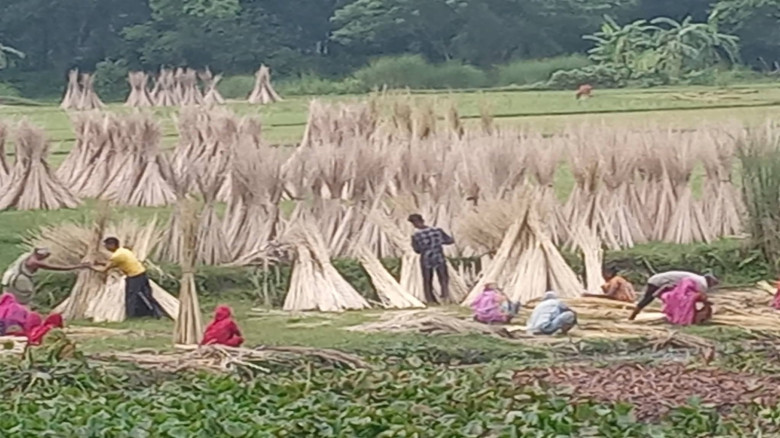 কটিয়াদীতে পাটের আবাদ বেড়েছে, ভালো দাম পেয়ে খুশি কৃ...