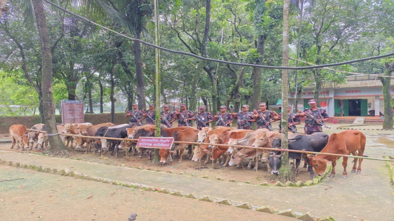 মধ্যনগর সীমান্তে নৌকাসহ ২৮ গরু জব্দ...