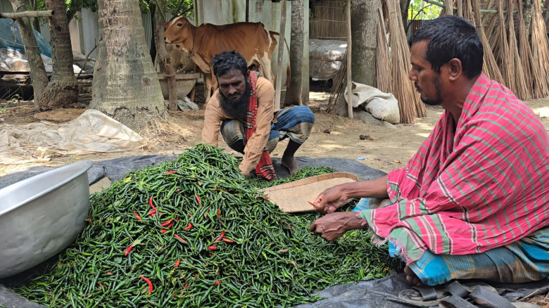 বৃষ্টিতে মরিচের মাঠ বিপর্যয়, খুচরা বাজারে কেজি ৩২...