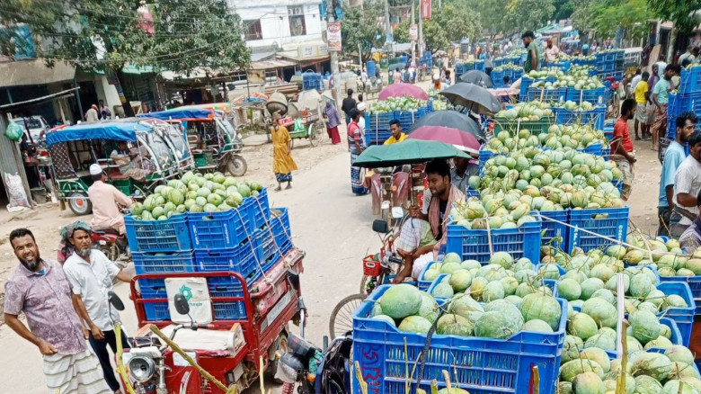 নওগাঁয় শেষ সময়ে  আম্রপালি আমের মণ ২৫ হাজার টাকা চা...