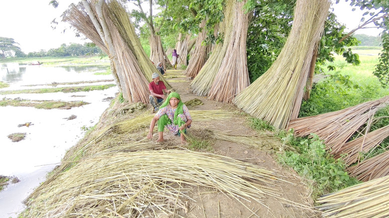 দাউদকান্দিতে পাটের বাম্পার ফলন, ন্যায্যমূল্য নিয়ে...