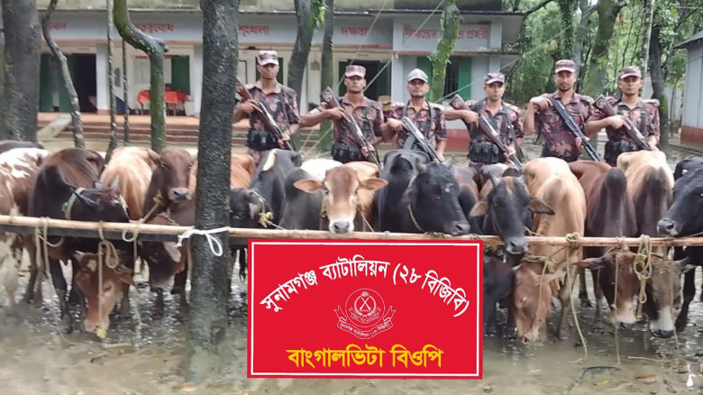 মধ্যনগর সীমান্তে ২৮ ভারতীয় গরু জব্দ...