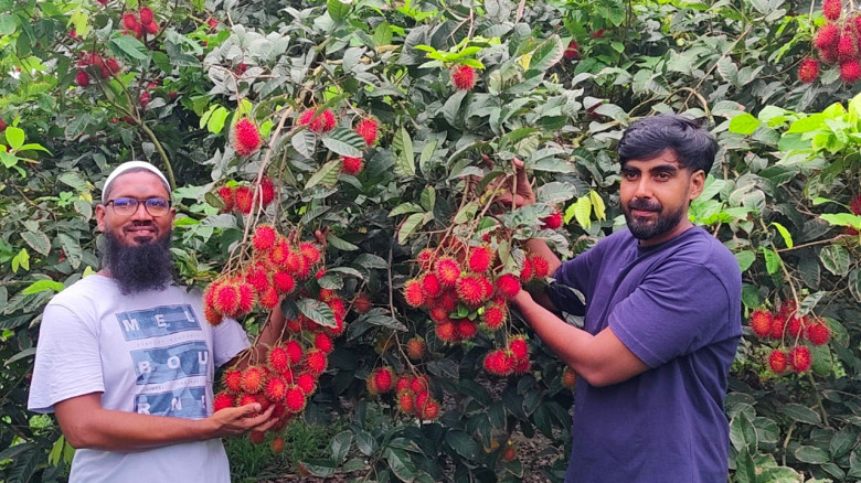 ভালুকায় বিদেশি ফল রামবুটান চাষে কৃষিতে নতুন সম্ভাব...