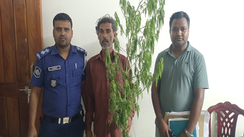 সিংগাইর মাদক কারবারি গ্রেফতার, বাড়ির আঙ্গিনা থেকে ...