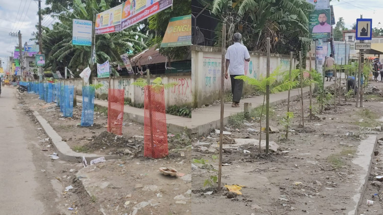 অবৈধ দখল উচ্ছেদের পর বাজার সড়কের পাশে বৃক্ষরোপণ...