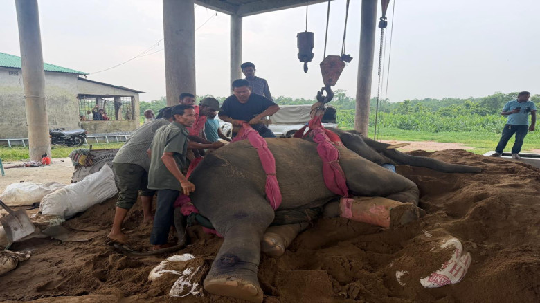 'রাজু বাহাদুর'-র সাথে মারা গেল আরেক হাতি...